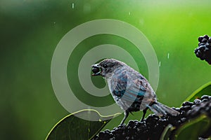 Fullness concept. A bird feeding in the rain.