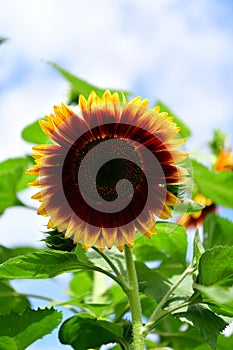 Sunflower Colorful blossomed garden, flowers fullness of summer photo