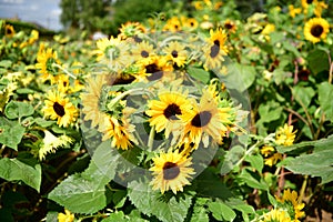 Sunflower Colorful blossomed garden, flowers fullness of summer photo