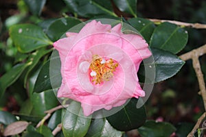 Fully bloom of the Camelia Flower in Pink color petals