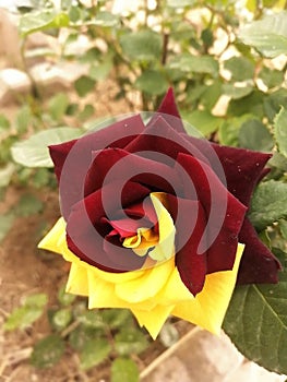 Fully bloom double shedded rose