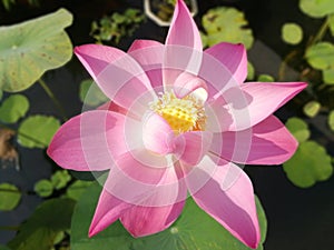 Fully bloom pink lotus