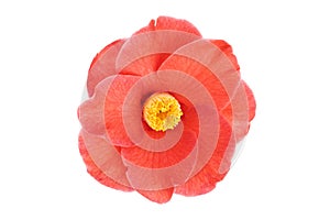 Fully bloom Red camellia flower with yellow stamen and pistils isolated on white background