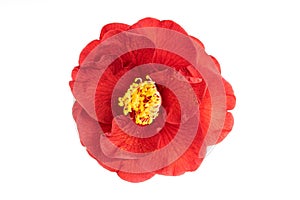 Fully bloom Red camellia flower with yellow stamen and pistils isolated on white background