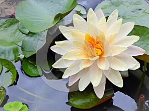 Fully bloom white water lily flower with orange center in a pond