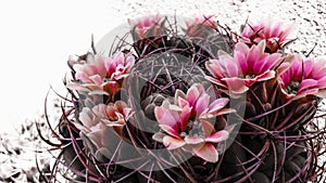 fully bloomed cactus plant, very delicate pink flowers adorn the spiny plant