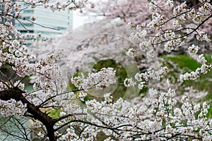 Fully-bloomed cherry blossoms at Chidorigafuchi walkway,Chiyoda,Tokyo,Japan