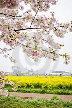 Fully-bloomed cherry blossoms and fields of yellow flowering nanohana behind,Gongendo Park in Satte,Saitama,Japan