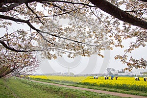 Fully-bloomed cherry blossoms and fields of yellow flowering nanohana behind, Gongendo Park in Satte, Saitama, Japan