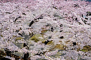 Fully-bloomed cherry blossoms at Fort Goryokaku,Hakodate,Hokkaido,Japan in spring.