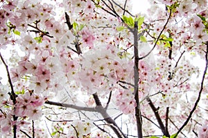 Fully-bloomed cherry blossoms at Gongendo Park in Satte,Saitama,Japan