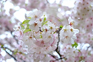 Fully-bloomed cherry blossoms at Gongendo Park in Satte,Saitama,Japan