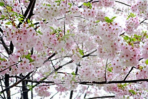 Fully-bloomed cherry blossoms at Gongendo Park in Satte,Saitama,Japan