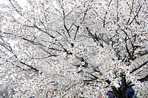 Fully-bloomed cherry blossoms at Gongendo Park in Satte,Saitama,Japan