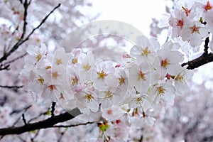 Fully-bloomed cherry blossoms at Gongendo Park in Satte,Saitama,Japan