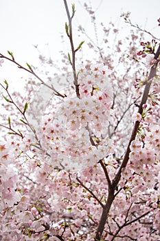 Fully-bloomed cherry blossoms at Gongendo Park in Satte,Saitama,Japan