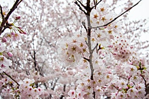 Fully-bloomed cherry blossoms at Gongendo Park in Satte,Saitama,Japan