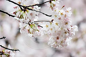 Fully-bloomed cherry blossoms at Gongendo Park in Satte,Saitama,Japan