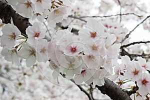 Fully-bloomed cherry blossoms at Kumagaya Arakawa Ryokuchi Park in Kumagaya,Saitama,Japan.