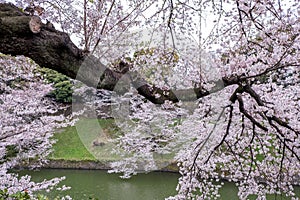 Fully-bloomed cherry blossoms pouring into Chidorigafuchi moat,Chiyoda,Tokyo,Japan in spring