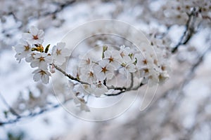 Fully bloomed cherry blossoms at Samurai District of Kakunodate,Akita,Tohoku,Japan in spring.