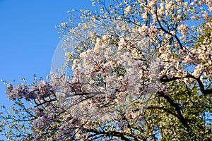 Fully-bloomed cherry blossoms at Ueno ParkUeno Koen in Ueno district of Taito,Tokyo,Japan.slective focus