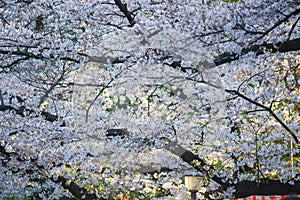 Fully-bloomed cherry blossoms at Ueno ParkUeno Koen in Ueno district of Taito,Tokyo,Japan.slective focus