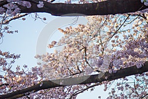 Fully-bloomed cherry blossoms at Ueno ParkUeno Koen in Ueno district of Taito,Tokyo,Japan.slective focus