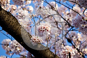 Fully-bloomed cherry blossoms at Ueno ParkUeno Koen in Ueno district of Taito,Tokyo,Japan.slective focus