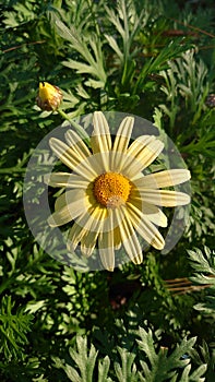 Fully bloomed daisy stem flower