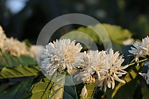 Fully bloomed flowers of robusta coffee plant on natural day light