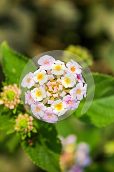 A fully bloomed Indian white Lantana flower