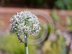 Fully Bloomed Leek Flower With Bee