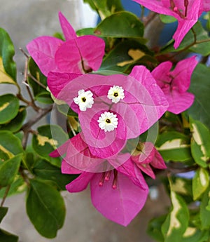 Fully bloomed pink color bougainvillea with white flowers at the centre