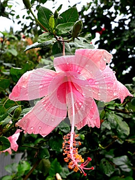 Fully bloomed pink hibiscus flower