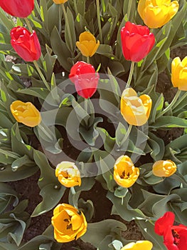Fully bloomed tulip in the harsh sun