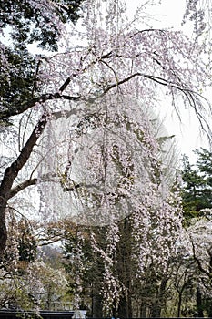 Fully bloomed weeping cherry blossomsshidarezakura at Samurai District of Kakunodate,Akita,Tohoku,Japan in spring.