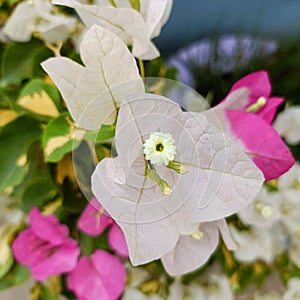 Fully bloomed white and pink color bougainvillea with white flowers at the centre