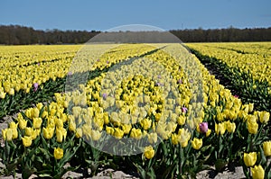 Fully bloomed Yellow tulip fields