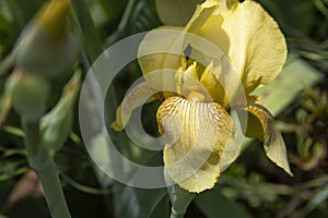 Fully blooming stunning yellow iris in a flowerbed