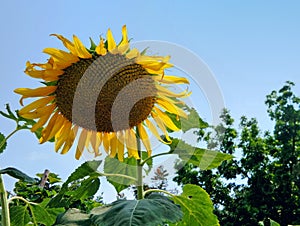 Fully blooming sunflower facing sun light ming sunflower facing sun light