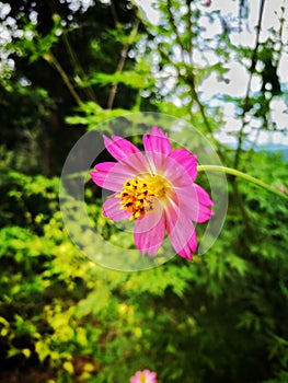 Fully blossom wild flower