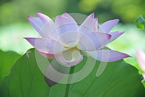 A fully blossomed lotus flower