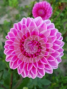 Fully blossomed pink Dahlia flower