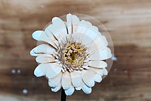 Fully blossomed white glowing flower