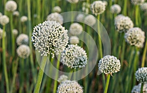 Fully blossomed white onion flower inside of an agricultural farm with bokeh background close up