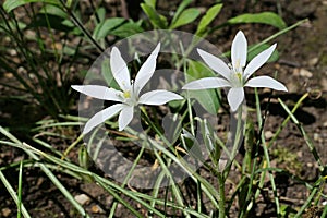 Fully blossoming white flowers of Grass Lily plant, latin name Ornithogalum