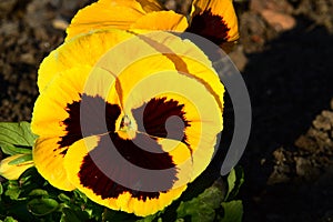 Fully blossoming yellow bicolor Pansy flower, latin name Viola, with purple to brown second petal color photo
