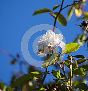 Fully blown Mademoiselle Cecile Brunner pale pink polyantha Sweetheart Rose.