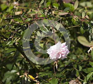 Fully blown Mademoiselle Cecile Brunner pale pink polyantha Sweetheart Rose.